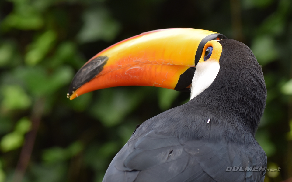 Toco Toucan (Ramphastos toco)